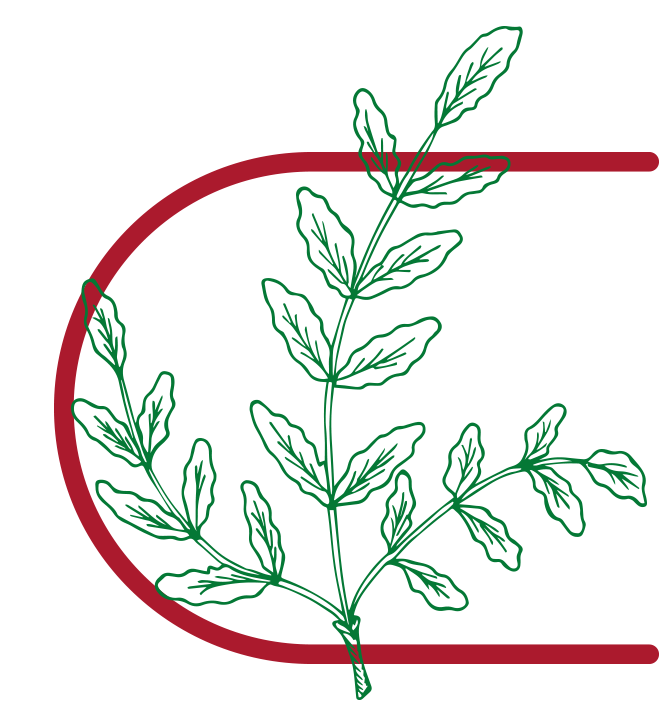 Kadidlovník pilovitý (Boswellia serrata)