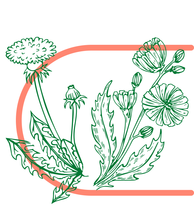 Smetanka lékařská (Taraxacum officinale) a čekanka obecná (Cichorium intibus)