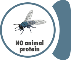 Hmyzí protein