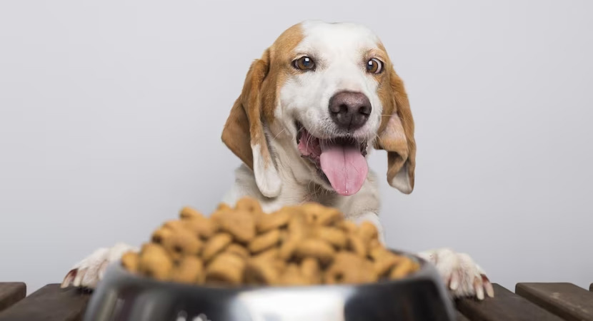 Myths and facts about dog and cat pellets - What is the real meat content of pellets?
