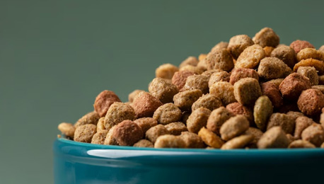 Myths and facts about dog and cat kibble - Cold-pressed kibble is more digestible than extruded kibble