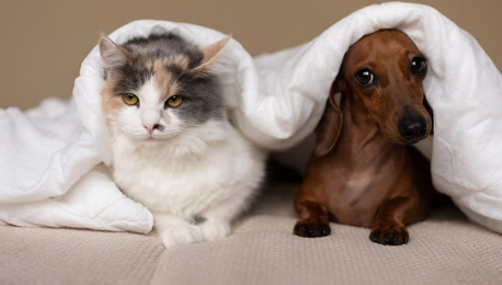 Mýty a fakta o psích a kočičích granulích - Bezobilné granule jsou pro psy a kočky zdravější než obilné