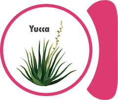 Yucca