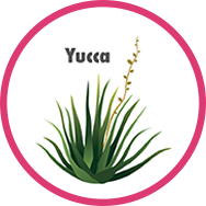 Yucca