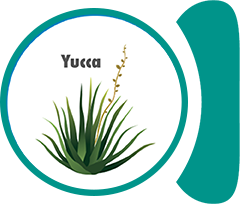 Yucca