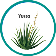 Yucca