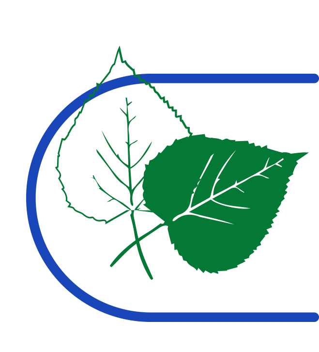 Birch leaf (Betula pendula)