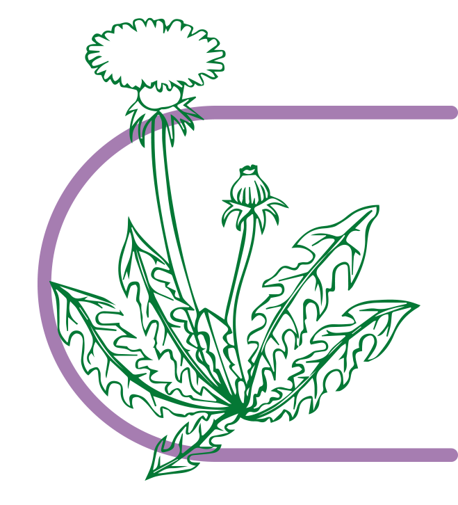 Fenugreek officinalis (Taxacum officinale)