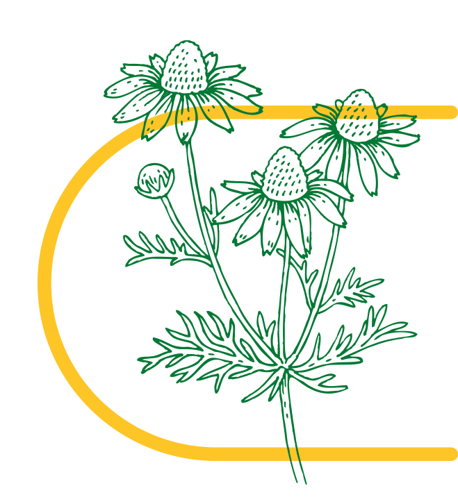 Chamomile flower (Matricaria chamomilla)