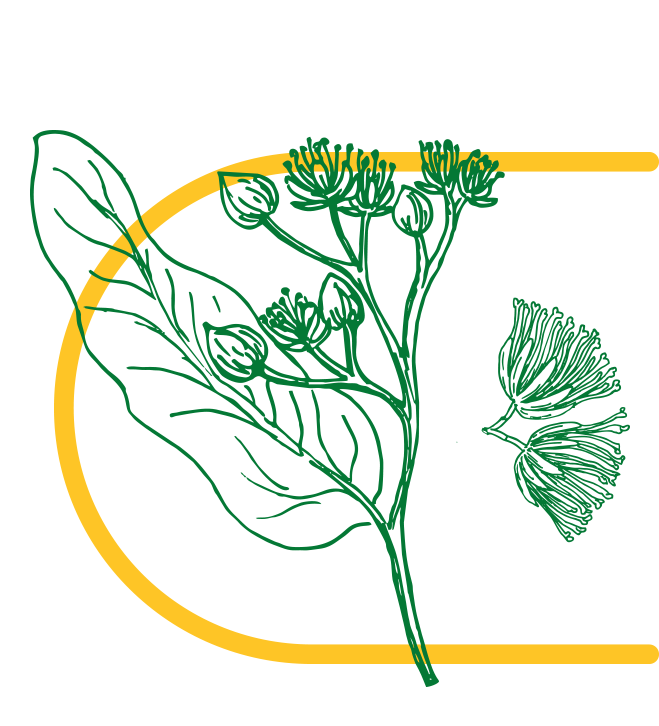 Lípa květ (Tilia vulgaris)