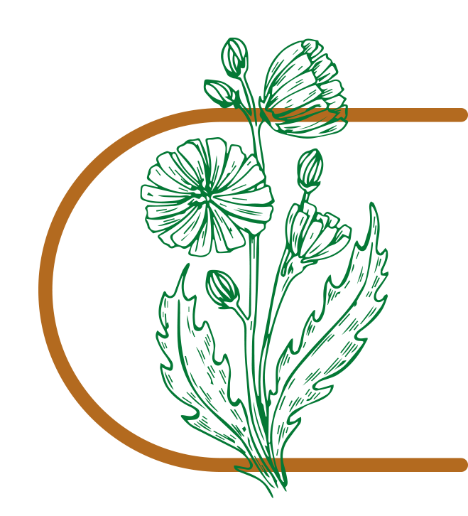 Čekanka obecná (Cichorium intybus)