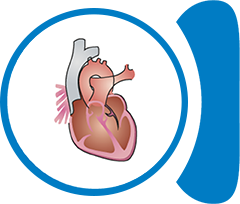 Cardiovascular system