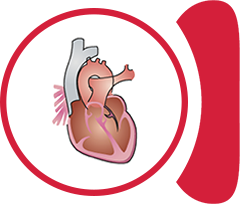 Cardiovascular system