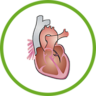 Kardiovaskulární systém