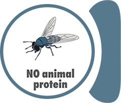 Insect protein